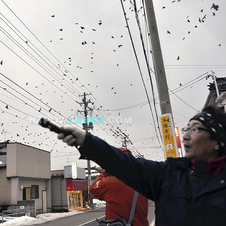 レーザーポインター 鳩退治